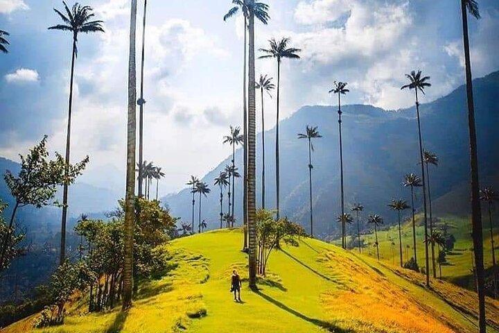Cocora Valley, Salento and Coffee Farm Day Tour