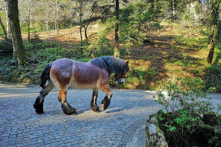 Sintra Tour with Pena Palace, Moorish Castle and Regaleira - Private