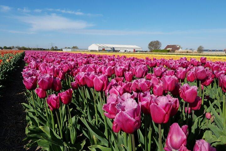 Amsterdam TulipFields of Holland Tour