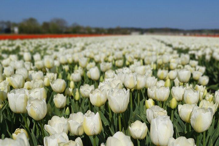 Amsterdam TulipFields of Holland Tour