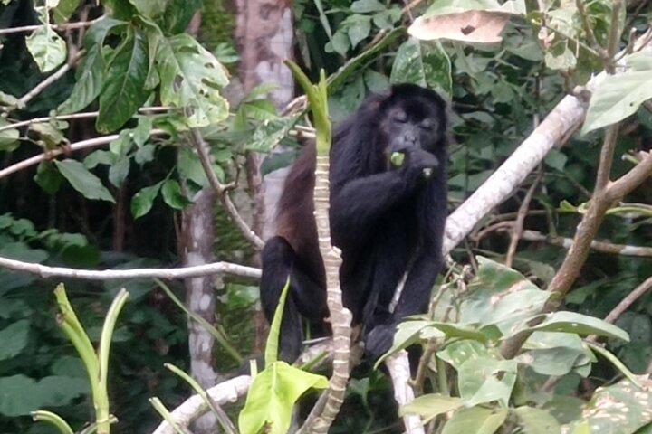 Eco-Explorers: Rainforest Hike & Monkey Island Encounter