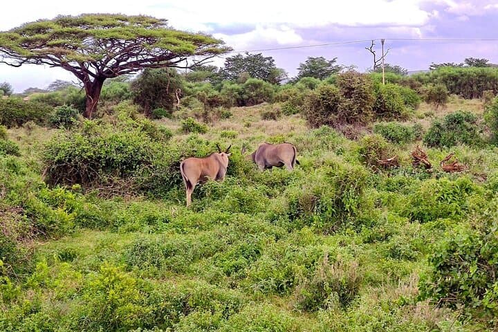 Day Tour To Amboseli National Park from Nairobi