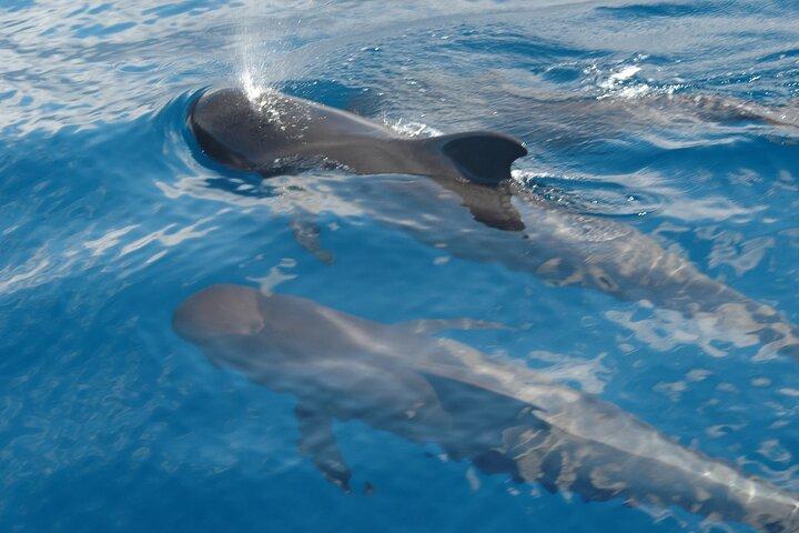 Dolphin and Whale Sailing Tour in Los Gigantes