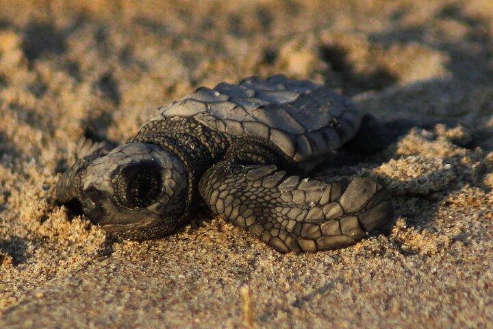 Sea Turtle Release – A Puerto Vallarta Conservation Adventure