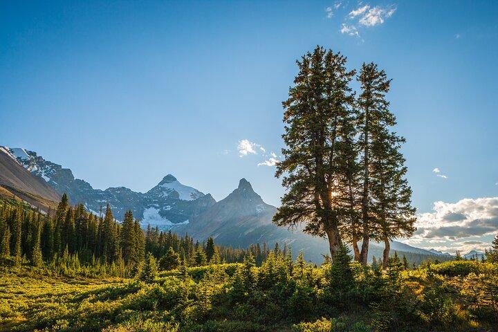 Icefields Parkway Small Group Tour with Peyto Lake and Lunch