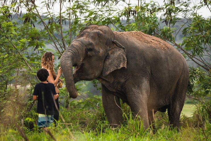 Elephant Jungle Sanctuary: Half Day Morning Program