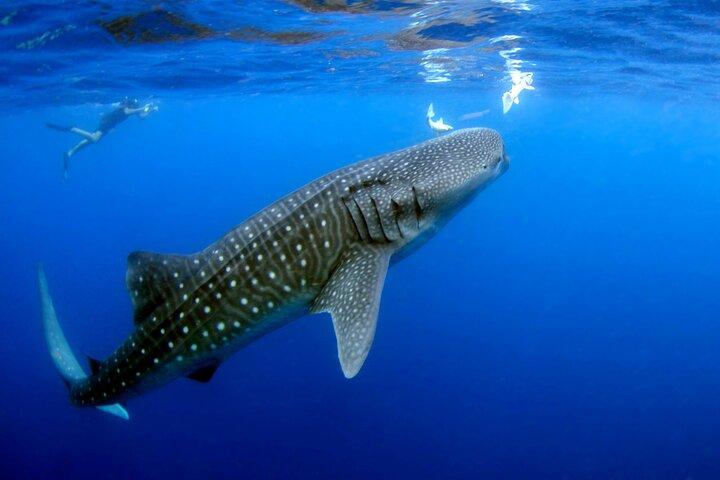 Whale Shark Experience Lifetime Memory in Cancun (snack included)