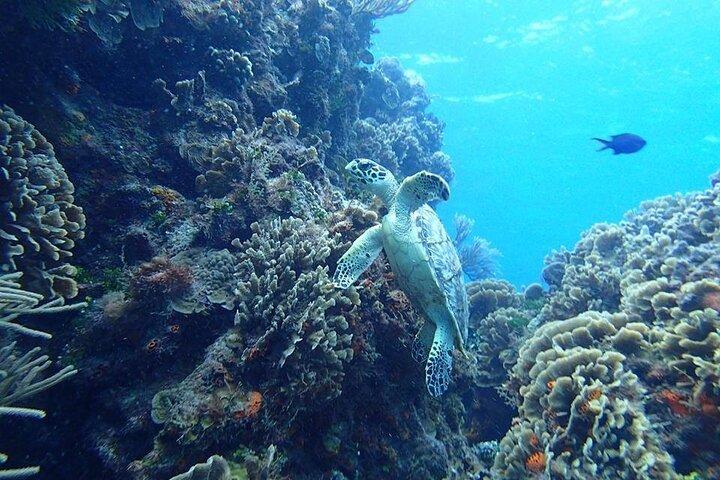 Cozumel Cielo Snorkel Adventure from Cancun and Rivera Maya