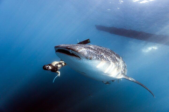Whale Shark Snorkel Experience in Cancun and visit 2 islands