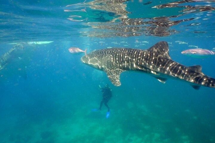 Whale Shark Encounter Experience in Cancun and visit Isla Mujeres