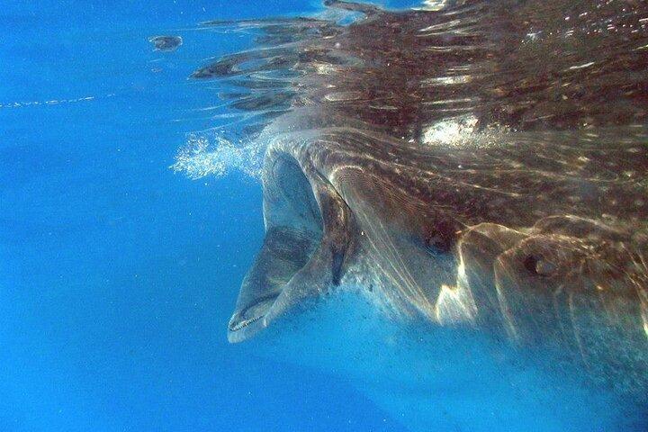 Adventure and Snorkel with the Whale Shark departing from Cancun