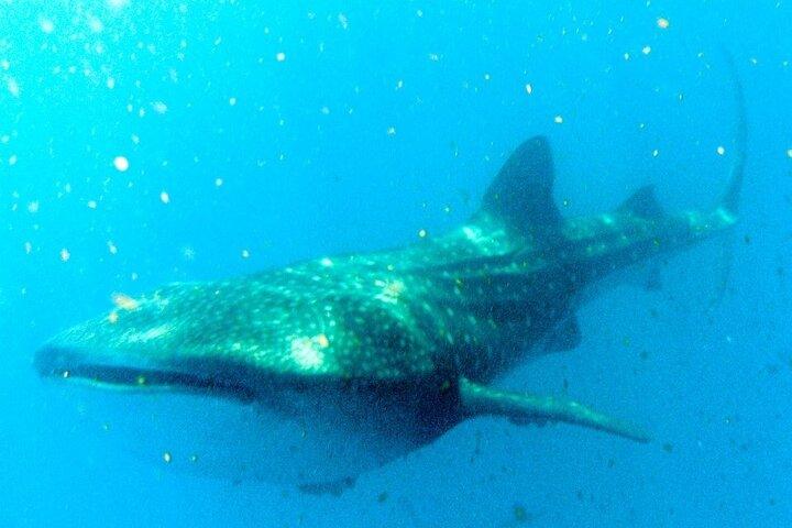Adventure and Snorkel with the Whale Shark departing from Cancun