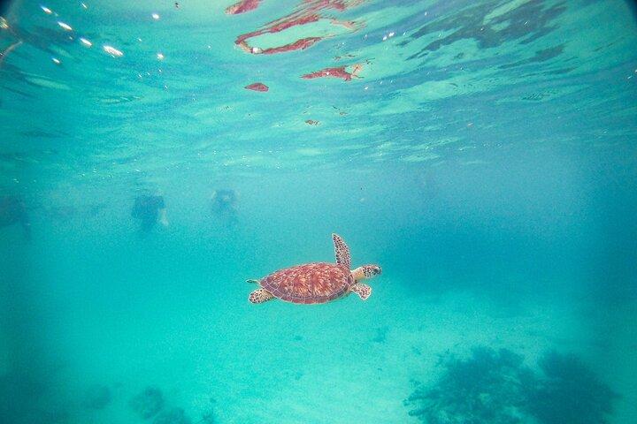 Turtles & Cenote! Half Day from Riviera Maya & Playa del Carmen
