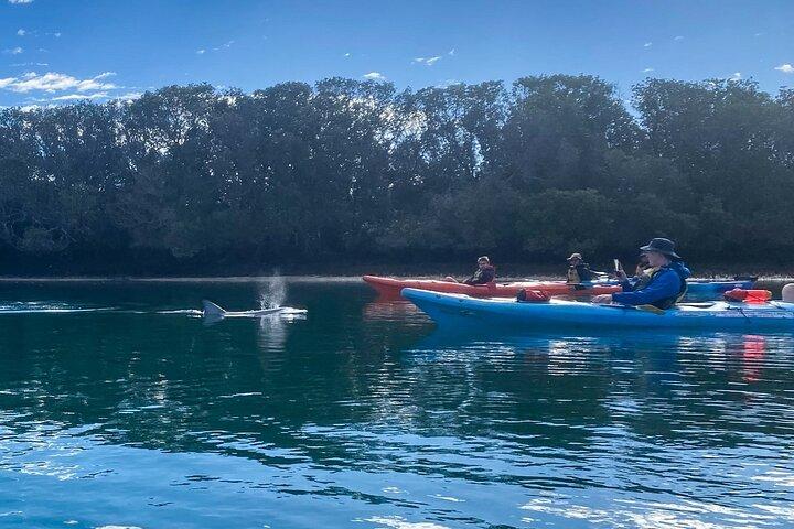 Adelaide Dolphin Sanctuary Mangroves Kayaking Tour