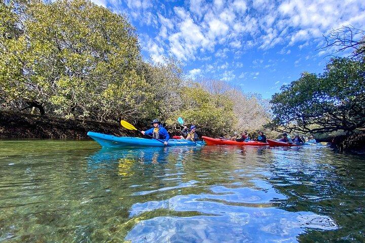 Adelaide Dolphin Sanctuary Mangroves Kayaking Tour