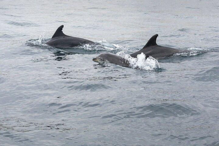 Dreamer Cave and Dolphins Boat Tour with Transport from Albufeira