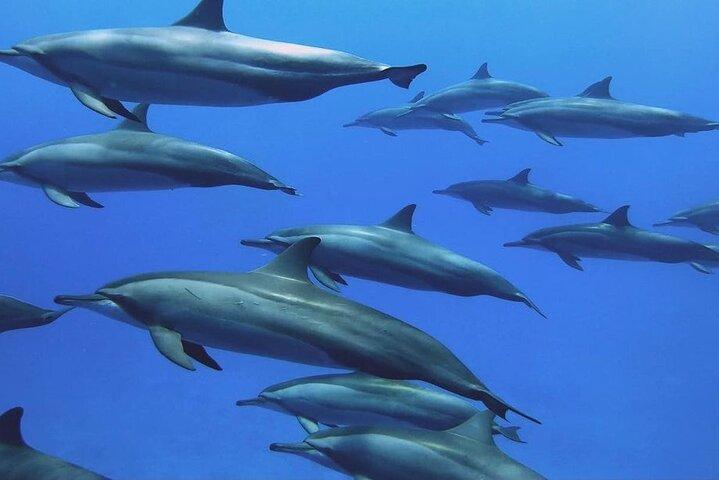 Dolphin Tour, Monkey Tour, Secret Garden, Stone Town, Salaam Cave