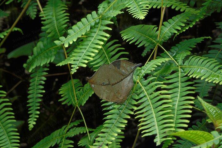Butterfly and Dragonfly Watching Tours in Sinharaja Rainforest