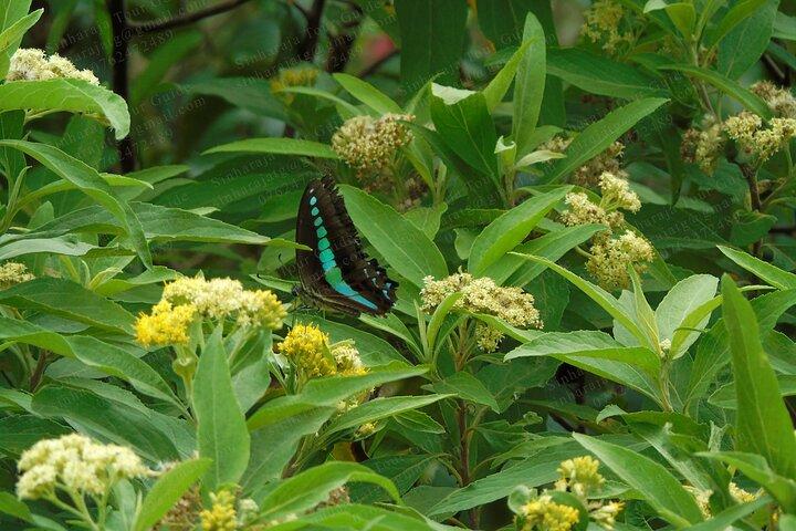 Butterfly and Dragonfly Watching Tours in Sinharaja Rainforest
