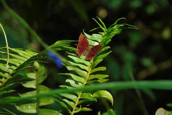 Butterfly and Dragonfly Watching Tours in Sinharaja Rainforest