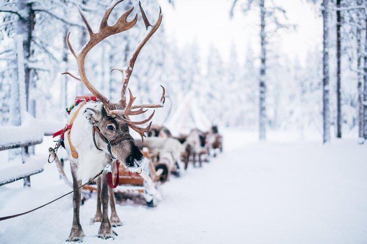 Reindeer Experience with Sledge Ride in Levi