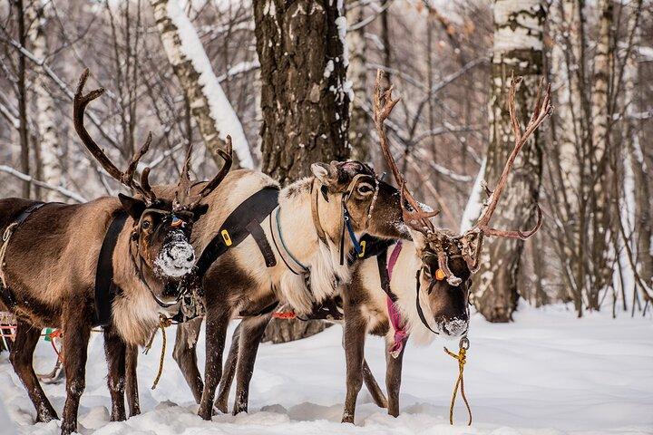 Reindeer Experience with Sledge Ride in Levi