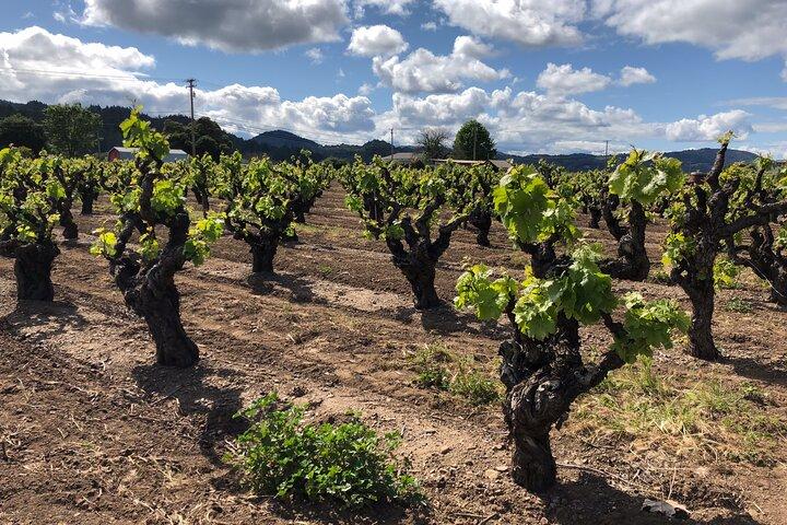 Sonoma & Healdsburg Wine Tours