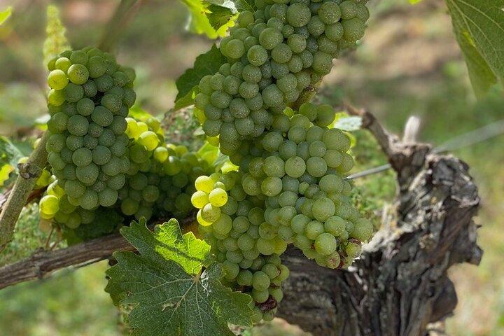 English Speaking Loire Winery Tours pickup from Amboise or Tours