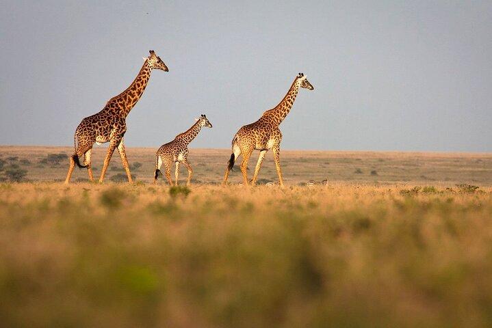 8-Day Tanzania Wildlife and Beach Safari