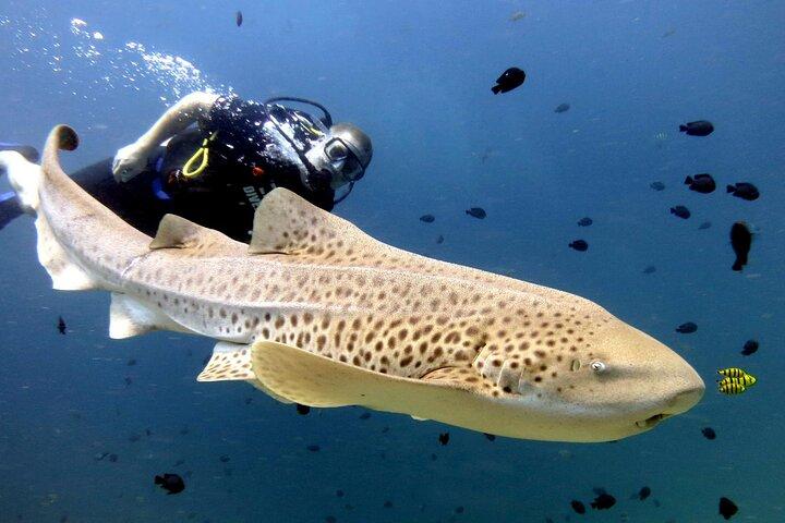 Full-Day Koh Phi Phi Scuba Diving Course from Phuket