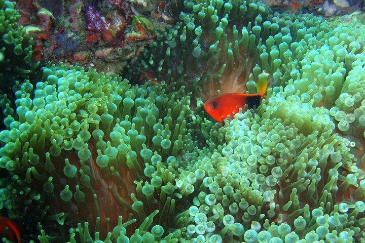 Full-Day Koh Phi Phi Scuba Diving Course from Phuket