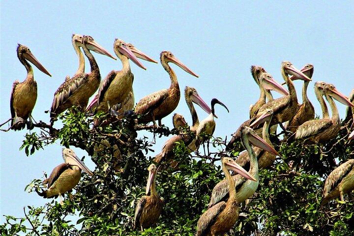 Prek Toal Birds Sanctuary and floating Village Private Day Tour