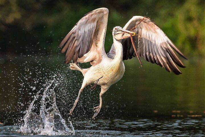 Prek Toal Birds Sanctuary and floating Village Private Day Tour