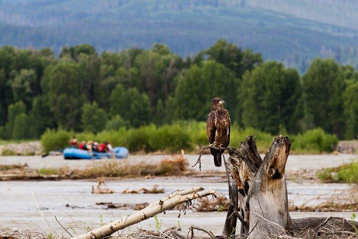 Scenic Float Trip with Teton Views