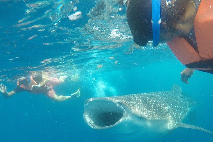 Cancun Whale Shark Experience with Snorkel & Transportation