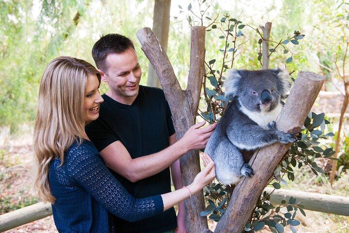 Cleland Wildlife Park Experience - from Adelaide including Mt Lofty Summit