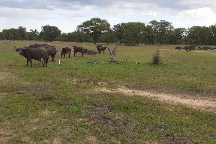 Half-Day Nature Walk in Mosi-oa-Tunya National Park from Livingstone