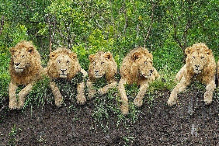 3 days Safari to Tarangire, Ngorongoro and Manyara from Zanzibar