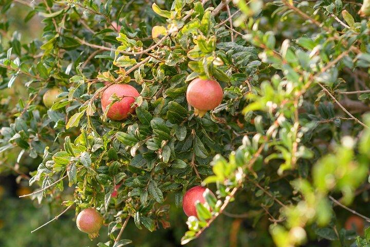 Santorini Private 5 Hour Oia Tour with Farm Lunch Experience