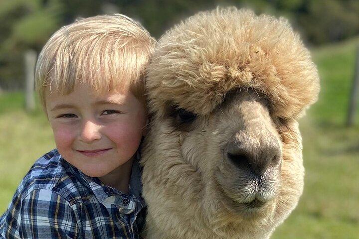 Shamarra Alpaca Farm Tours
