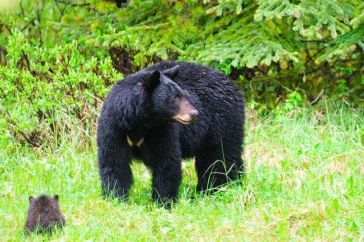 Customizable Tour in Ketchikan with Pick Up