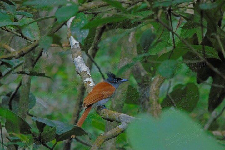 Bird Watching Tours in Sinharaja Rain Forest