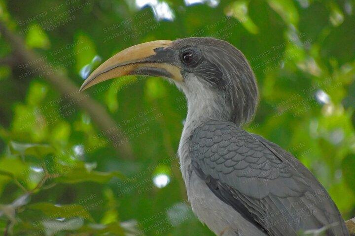 Bird Watching Tours in Sinharaja Rain Forest