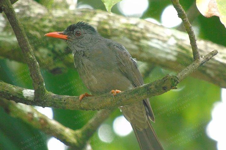 Bird Watching Tours in Sinharaja Rain Forest