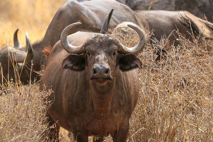 Classic Best of Kenya