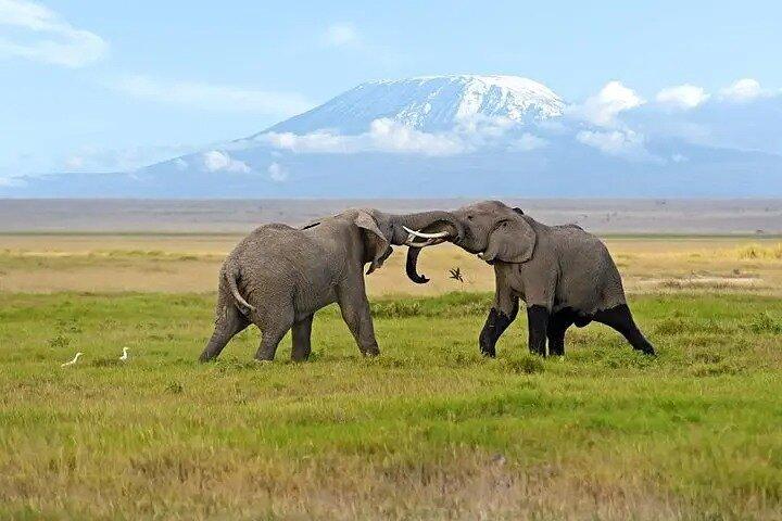 Classic Best of Kenya