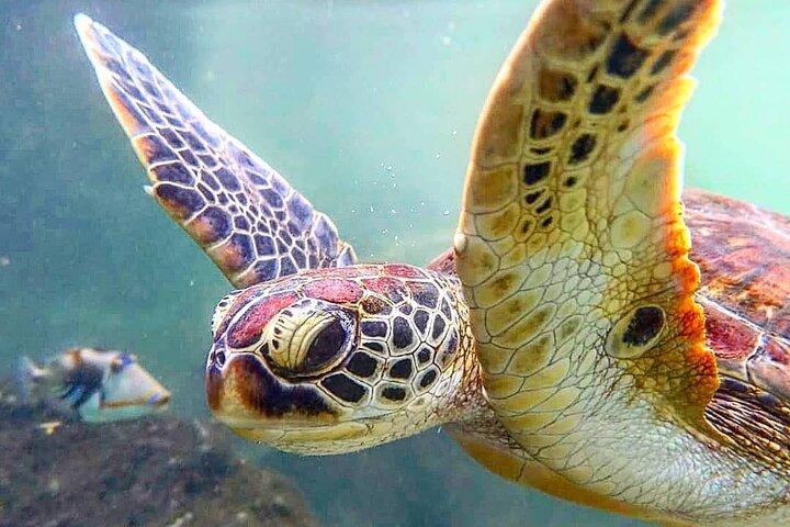 Swim with Sea Turtles; Stone Town with Lunch; Prison Island Tour