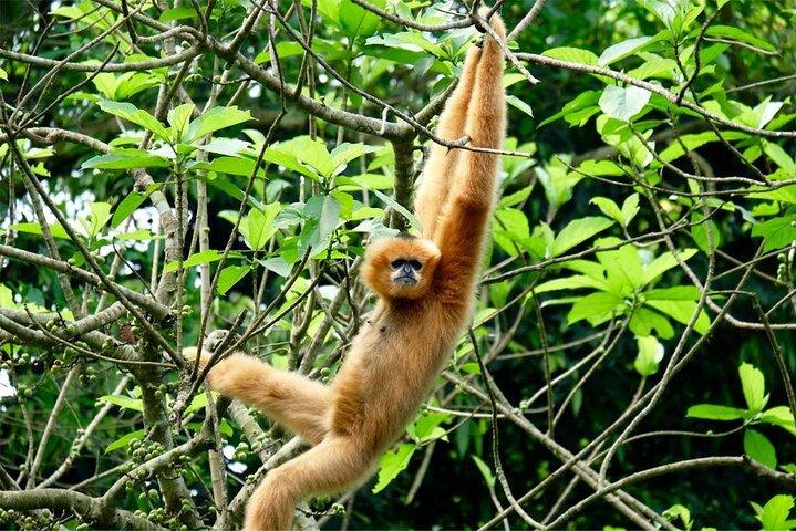 Cuc Phuong National Park Private Day Tour: Trekking & Primates