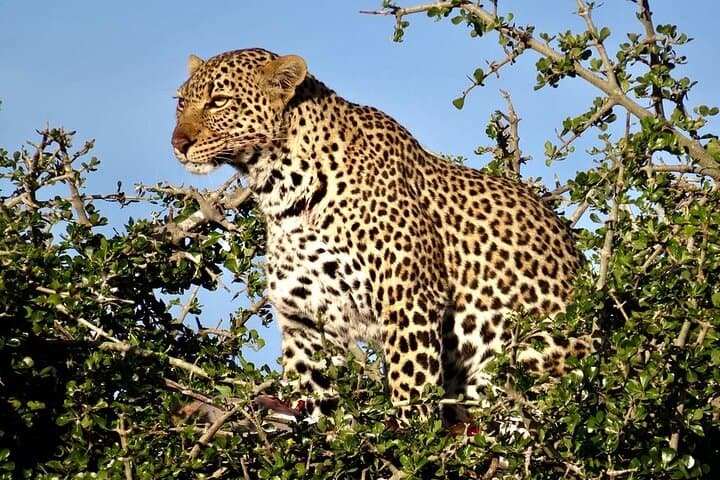 3 Days Private Tour at Masai Mara National Reserve