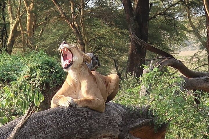 3 Days Private Tour at Masai Mara National Reserve